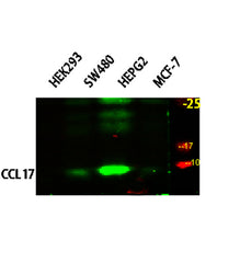 CCL17 rabbit pAb
