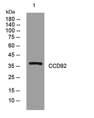 CCD92 rabbit pAb