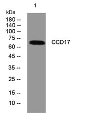 CCD17 rabbit pAb