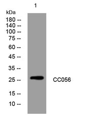 CC056 rabbit pAb