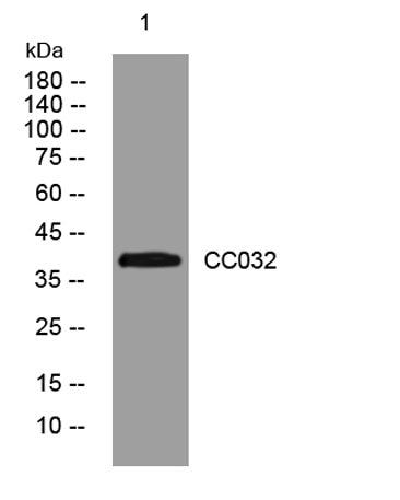 CC032 rabbit pAb