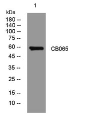 CB065 rabbit pAb