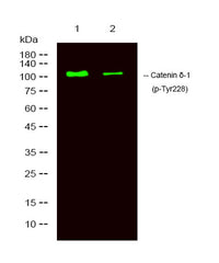 Catenin δ-1 (phospho-Tyr228) rabbit pAb