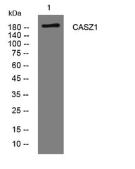 CASZ1 rabbit pAb