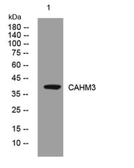 CAHM3 rabbit pAb