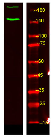 c-Abl (phospho-Tyr89) rabbit pAb