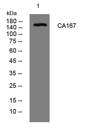 CA167 rabbit pAb