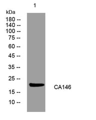 CA146 rabbit pAb