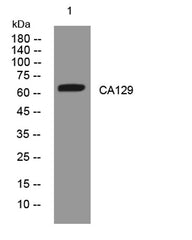 CA129 rabbit pAb