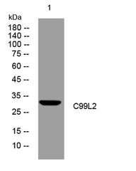 C99L2 rabbit pAb
