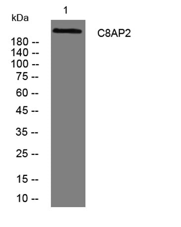 C8AP2 rabbit pAb
