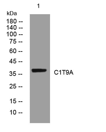 C1T9A rabbit pAb