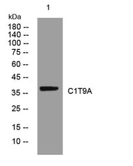 C1T9A rabbit pAb