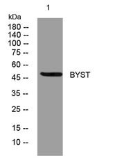 BYST rabbit pAb