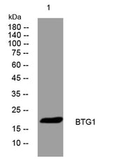 BTG1 rabbit pAb