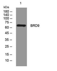 BRD9 rabbit pAb