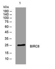 BIRC8 rabbit pAb