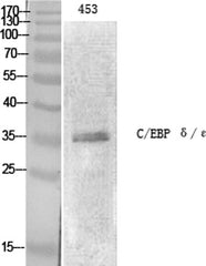 C/EBP ε rabbit pAb