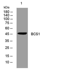 BCS1 rabbit pAb