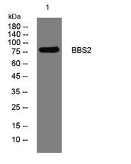 BBS2 rabbit pAb