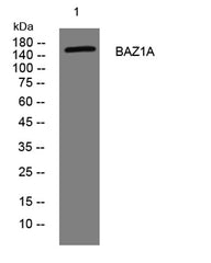 BAZ1A rabbit pAb