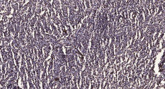 Bamacan (Phospho-Ser1083) rabbit pAb