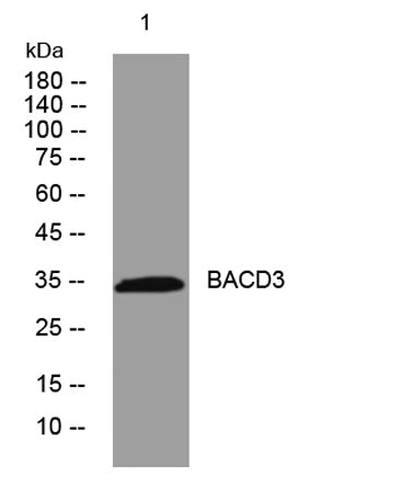 BACD3 rabbit pAb