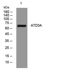 ATD3A rabbit pAb