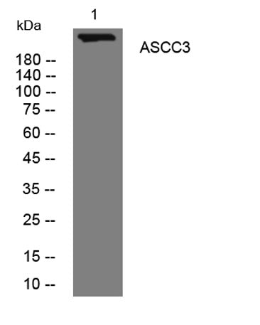 ASCC3 rabbit pAb