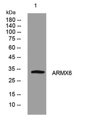 ARMX6 rabbit pAb