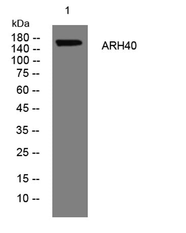 ARH40 rabbit pAb
