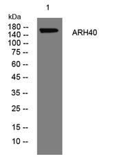 ARH40 rabbit pAb