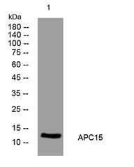 APC15 rabbit pAb