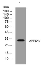 ANR23 rabbit pAb