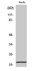 Cardiotrophin-1 rabbit pAb