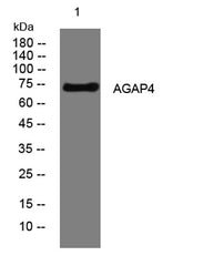 AGAP4 rabbit pAb