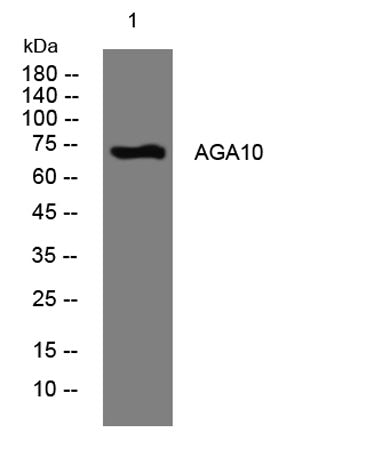 AGA10 rabbit pAb