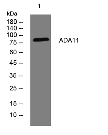 ADA11 rabbit pAb