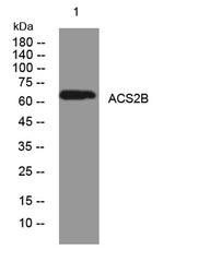 ACS2B rabbit pAb