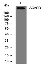 ACACB rabbit pAb
