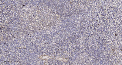 ATG5 Rabbit rabbit pAb