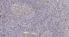 ATG5 Rabbit rabbit pAb