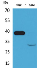 Cathepsin L rabbit pAb