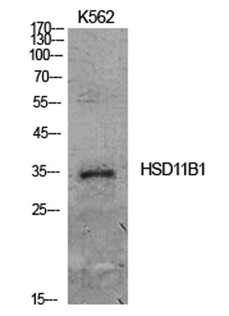 11β-HSD1 rabbit pAb