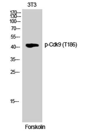 Cdk9 (phospho Thr186) rabbit pAb