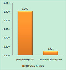C/EBP ε (phospho Thr74) rabbit pAb