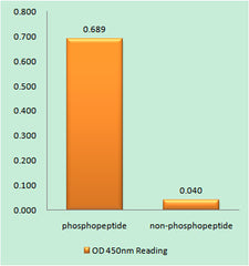 CENP-A (phospho Ser7) rabbit pAb