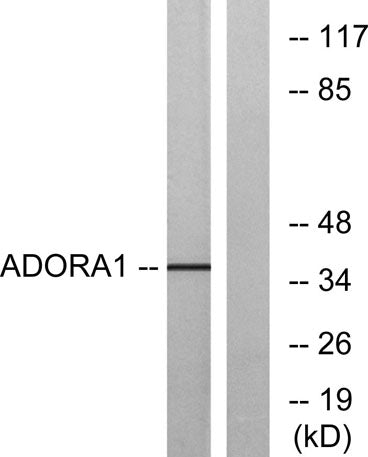 Adenosine A1-R rabbit pAb