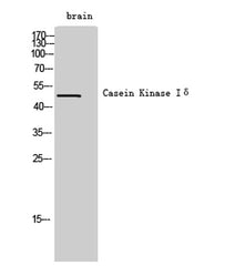 Casein Kinase Iδ rabbit pAb