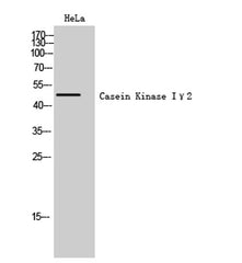 Casein Kinase Iγ2 rabbit pAb